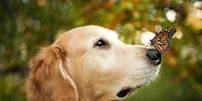狗狗的鼻子發熱是什麼原因