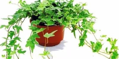常見10種盆栽植物的養護方法
