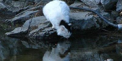 如何避免貓咪喝髒水