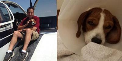 狗狗安樂死倒數二十四小時，退役軍人開飛機相救