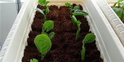 木耳菜種植方法扡插