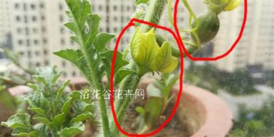 一張圖看懂西瓜花是兩性花嗎