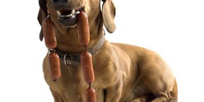飼養臘腸犬需要注意哪些問題