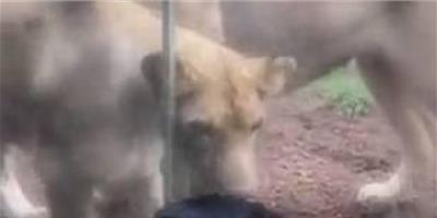 美寵物狗參觀動物園 面對獅子猛襲毫不畏懼
