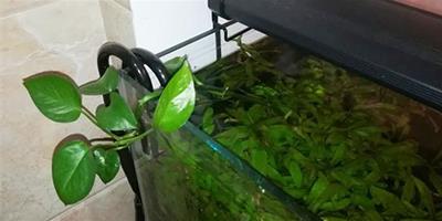 綠蘿可以養在魚缸裡嗎