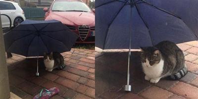 雨傘放門口，引來貓咪躲雨