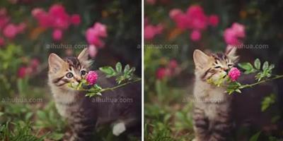 動物親吻花朵，好有愛的畫面~