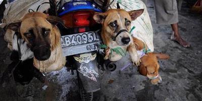 狗販們虐殺寵物狗進行狗肉交易，導致這裡狂犬病蔓延