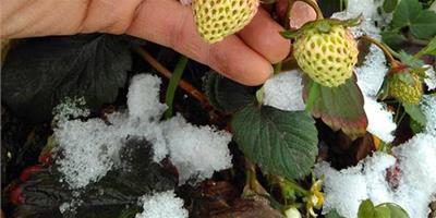 盆栽草莓怎麼過冬