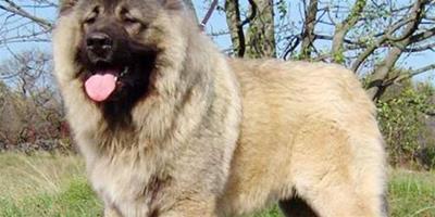 高加索犬得破傷風的症狀及治療方法