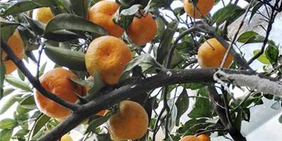 盆栽柑橘的養殖方法