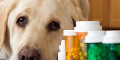 狗狗能吃人的藥嗎