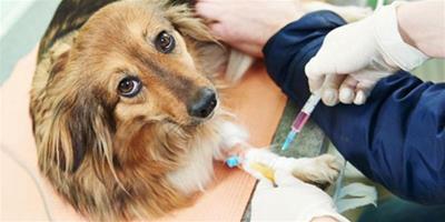 狗狗打疫苗需要注意什麼呢