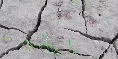防止盆土板結有這幾個小妙招