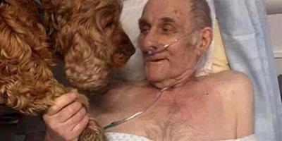 英國80歲老人臨終前想見寵物狗 與其在醫院共度最後時光