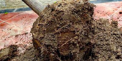 爛根的土還能用嗎|附花盆怎麼處理