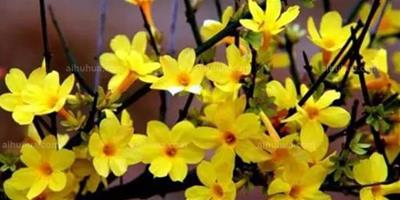 開黃色花朵的植物中，這6種顏值最高~