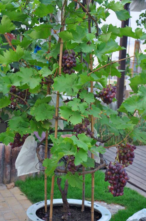 盆栽葡萄架如何搭|多图