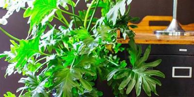 這7種熱帶觀葉植物最適合室內養殖，很適合新手養~