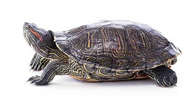 巴西龜吃什麼?巴西龜吃什麼長得快？
