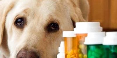 小狗拉肚子吃什麼藥？狗狗拉肚子的原因有哪些？