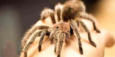 寵物蜘蛛品種介紹，寵物蜘蛛都有哪些？