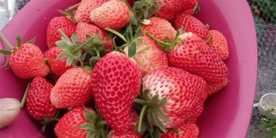 草莓是什麼季節的水果|兩季都有