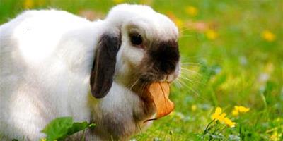 寵物兔吃什麼？寵物兔養殖