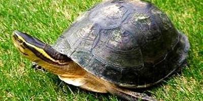 安布閉殼龜怎麼飼養？安布閉殼龜飼養技巧