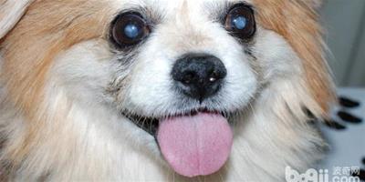 博美犬患上白內障的原因都有哪些？