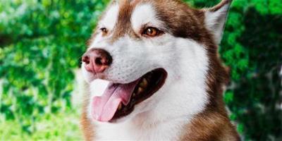 狗狗夏季護理，夏季養狗的注意事項有哪些？