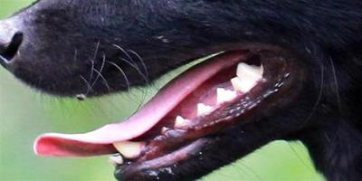 狗狗牙結石危害狗狗如何清除牙結石