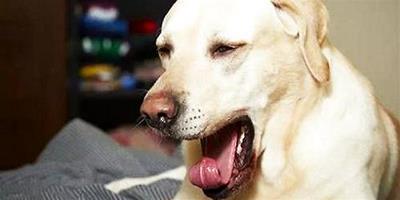 狗狗經常打噴嚏是怎麼回事？狗狗打噴嚏的原因有哪些？