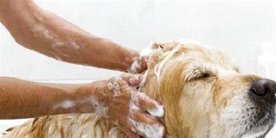 給狗狗洗澡的正確方法有哪些？
