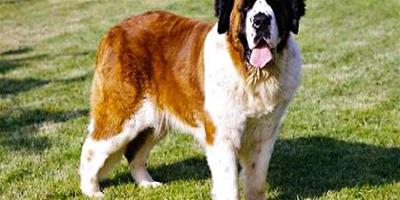 大型犬排名 世界五大大型犬你見過那種？