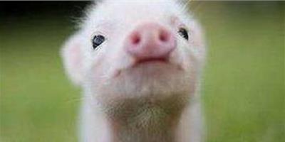小香豬多少錢一隻 小香豬價格盤點