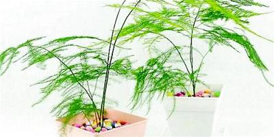 文竹怎麼養 文竹的養殖方法和注意事項