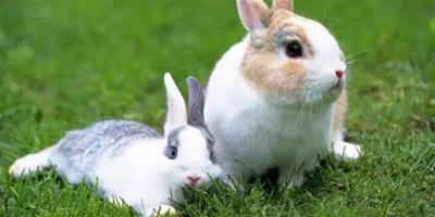 兔子拉稀怎麼辦 兔子拉稀的原因有哪些