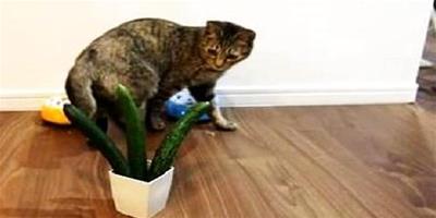 貓為什麼怕黃瓜 貓真的怕黃瓜嗎