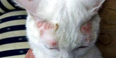 如何治療貓癬？貓癬會傳染給人嗎？