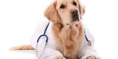 小狗發燒怎麼判斷？小狗發燒的症狀有哪些