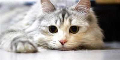 貓咪尿頻怎麼辦？貓咪尿頻的原因有哪些？