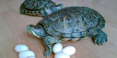 烏龜蛋怎麼孵化？烏龜蛋孵化技巧