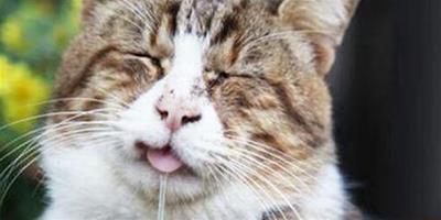 貓流口水怎麼辦？貓流口水的原因有哪些？