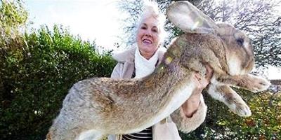 全世界上最大的兔子有多大？