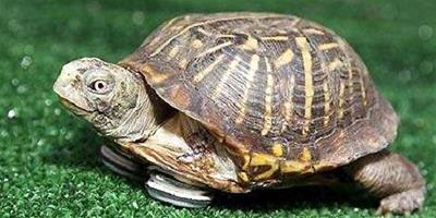 怎麼辨別烏龜的公母？