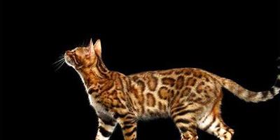 孟加拉豹貓的秘密你知道幾個？