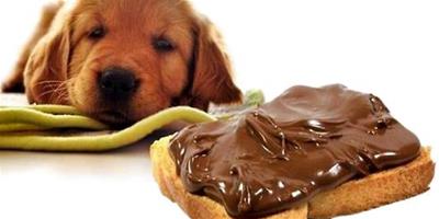 為什麼狗狗不能吃巧克力？
