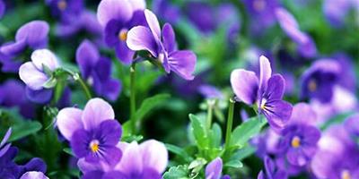 紫羅蘭花怎么養？紫羅蘭花養殖技巧