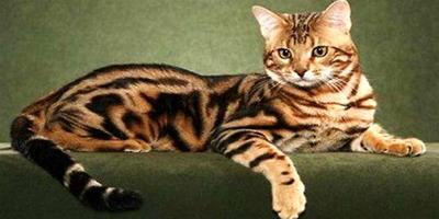 孟加拉豹貓你不知道的這些事？